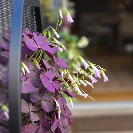 Apartment Boutique Loft By Colosseum Ac Rome